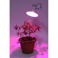 Светодиодная фито-лампа ЭРА FITO-10W-RB-E27-K Б0039069