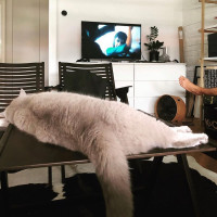 Напольный вентилятор Stadler Form Otto fan bamboo O-009R