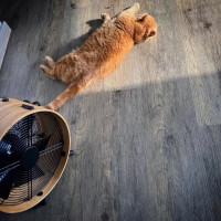 Напольный вентилятор Stadler Form Otto fan bamboo O-009R