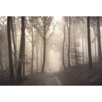 Фотообои ООО Ортограф Тропинка в туманном лесу 3.93x2.7 м OF_34455