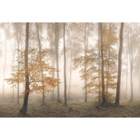 Фотообои ООО Ортограф Туманный лес 3.93x2.7 м OF_34461
