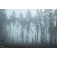 Фреска ООО Ортограф Foggy forest 4x2.7 м FX_34458