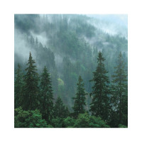 Фотообои ООО Ортограф Величественный лес 2.99x3 м OF_34070