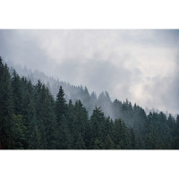 Фреска ООО Ортограф Foggy forest 4x2.7 м FX_34589