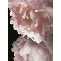 Фреска ООО Ортограф Pink peonies 2x2.7 м FX_34344