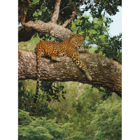 Фотообои ООО Ортограф Взгляд хищника 2x2.7 м OF_30042