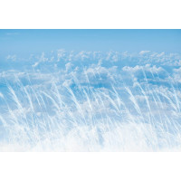 Фотообои ООО Ортограф Ветер 3.93x2.7 м OF_34258