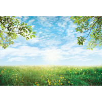 Фотообои ООО Ортограф Поле одуванчиков 3.93x2.7 м OF_34265