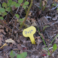 Набор садовых табличек МУЛЬТИДОМ 25 шт. VL83-32