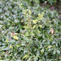 Опора для растений МУЛЬТИДОМ Волна 2 шт., 30x8.5 см, 40.5x8.5 см VL83-236