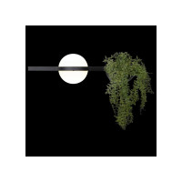 Бра LOFT IT Jardin 10121W/A