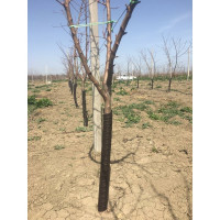 Защитная спираль УРДЮГА Urdugarden UG50B