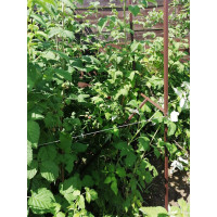 Промежуточная опора для малины НАЙДИ коричневая GM8014