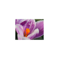 Папка-конверт Attache Selection Crocus на кнопке, 6 шт в упаковке 845455