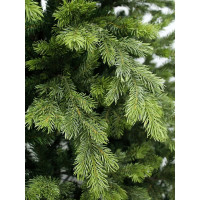 Искусственная ель BEATREES Emerald 2.4 м NP20GZ-BH80