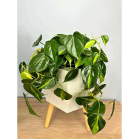 Умный цветочный горшок с автополивом Green Helper в форме шестигранника GZ503