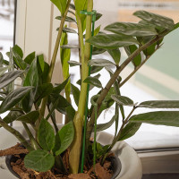 Опора для комнатных цветов MasterProf 37 см, 3 шт ДС.071914