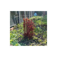 Кустодержатель Протэкт высота 1.15 м, диаметр 0.6 м, металлический О-600/1150