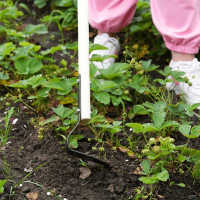 Плоскорез малый с черенком ООО Агростройлидер 1200 мм САД-10.09.2