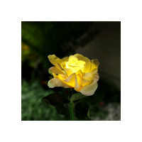 Садовый фонарь на солнечной батарее Luazon Роза желтая 75 см 1 LED белый 7291265