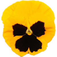 Виола виттрока матрикс йеллоу блотч f1 50 шт эс мини ELITE PLANT-BREEDING & SEED PRODUCTION Co. 1999942805