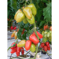 Гусарский F1 семена томата 10 шт ЭС мини ELITE PLANT-BREEDING & SEED PRODUCTION Co. 1026994994