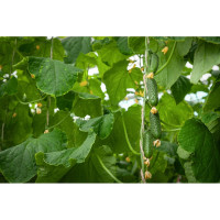 Семена огурца ELITE PLANT-BREEDING & SEED PRODUCTION Co. Джаз f1 20 шт эс мини 1070008558