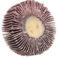 Диск лепестковый радиальный для дрели (60х20 мм; P60) FIT IT 39563