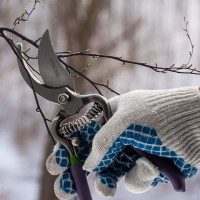 Секатор 200 мм, пружина возвратная спирал.типа, легированная сталь, обрезинен.ручки PALISAD 60561