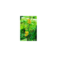 Спиральная поддержка GREEN APPLE 55 см, 3 шт. Б0008346