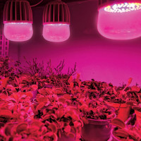 Светодиодная лампа для растений Uniel LED-M80-20W/SP/E27/CL ALS55WH, 11098