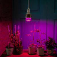 Светодиодная лампа для растений Uniel LED-M80-20W/SP/E27/CL ALS55WH, 11098