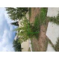 Кустодержатель смородины и крыжовника НАЙДИ GKS6018