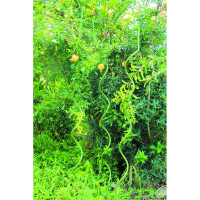 Спиральная поддержка GREEN APPLE GSR-8-120 1.2 м Б0008284