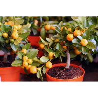 Грунт Сила Суздаля Цитрусовые 5 л 4680004060451