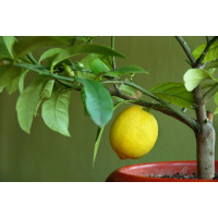 Грунт Сила Суздаля Цитрусовые 5 л 4680004060451