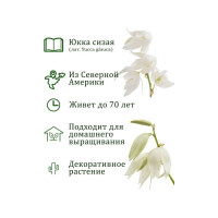 Набор для выращивания растений Вырасти,Дерево! Юкка zk-013