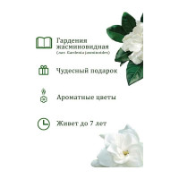 Подарочный набор для выращивания растений Вырасти,Дерево! Гардения жасминовидная zk-111