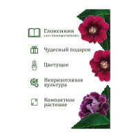 Подарочный набор для выращивания растений Вырасти,Дерево! Глоксиния гибридная zk-112