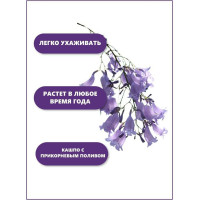 Набор для выращивания растений Тысяча листьев Фиалковое дерево Жакаранда tl-003