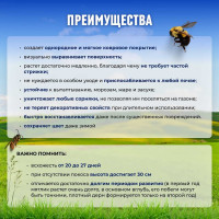 Семена Сила Суздаля Семена Мятлика 300 г 4680004061120