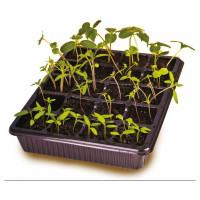 Мини-парник для рассады Агросидстрейд 20-ти гнездный 125799