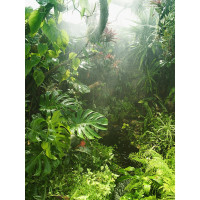 Фотообои флизелиновые Fotooboikin " Лес" 200x270 см fot-21