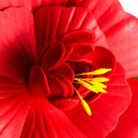 Декоративная роза для пруда Inbloom ПВХ, 10 см, 6 цветов 171-001