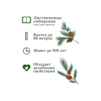 Набор для выращивания растений Вырасти,Дерево! Лиственница сибирская zk-049