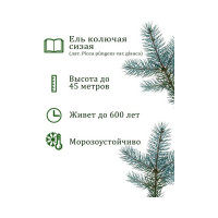 Набор для выращивания растений Вырасти,Дерево! Ель колючая сизая zk-004