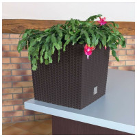 Кашпо для цветов 32 л венге, 2 предмета Prosperplast Rato Low DRTS325L-440U