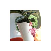 Кашпо для цветов Prosperplast TUBUS SLIM SHINE белый DTUS300S-S449