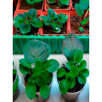 Кокосовый субстрат ГеоПластБорд брикет 70 л, грунт для растений, коричневый 72150