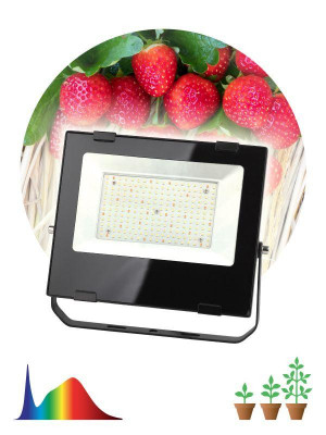 Прожектор светодиодный для растений FITO-100W-Ra90-LED 100Вт для цветения и плодоношения ЭРА Б0047876